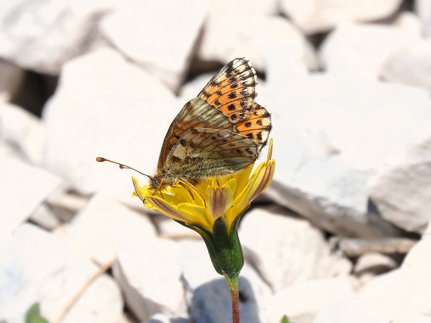 Boloria pales